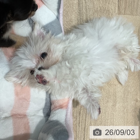 マルチーズの写真