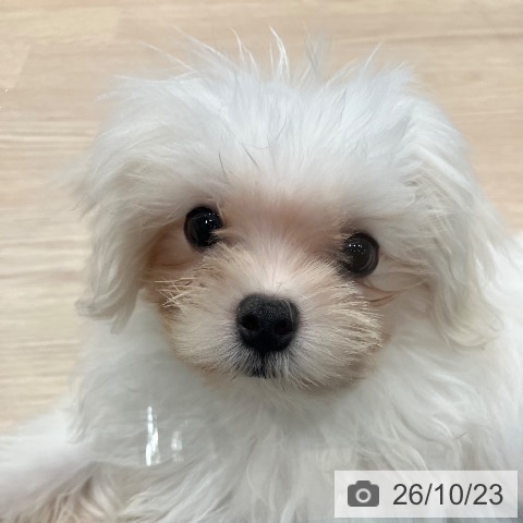 埼玉県のマルチーズ (ペッツワン 新座店/2026年7月1日生まれ/女の子/ホワイト)の子犬の3枚目の画像