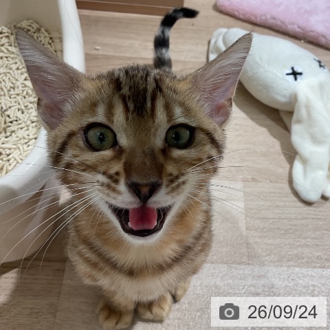 三重県のベンガル (ペットプラス 鈴鹿店/2026年6月15日生まれ/男の子/ブラウンスポットタビー)の子猫の4枚目の画像