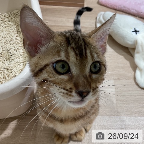 三重県のベンガル (ペットプラス 鈴鹿店/2026年6月15日生まれ/男の子/ブラウンスポットタビー)の子猫の3枚目の画像