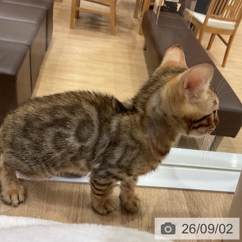 ベンガルの写真