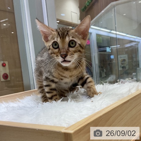 ベンガルの写真