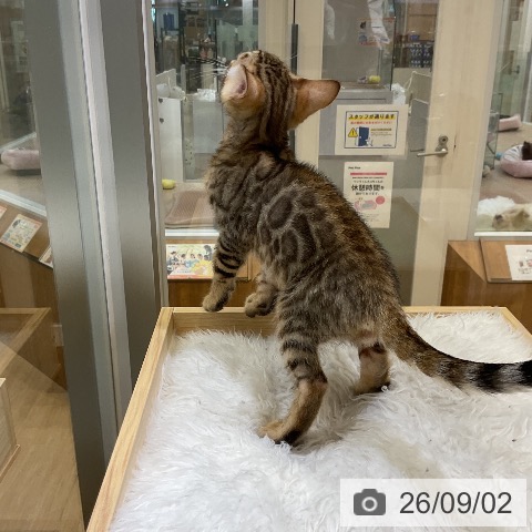 ベンガルの写真