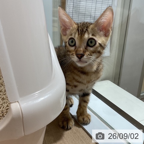 ベンガルの写真