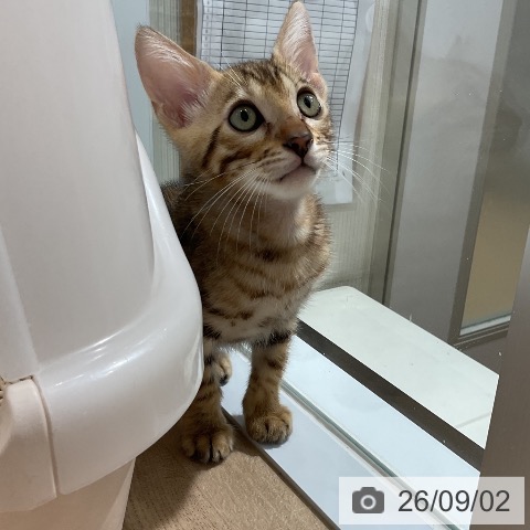 ベンガルの写真