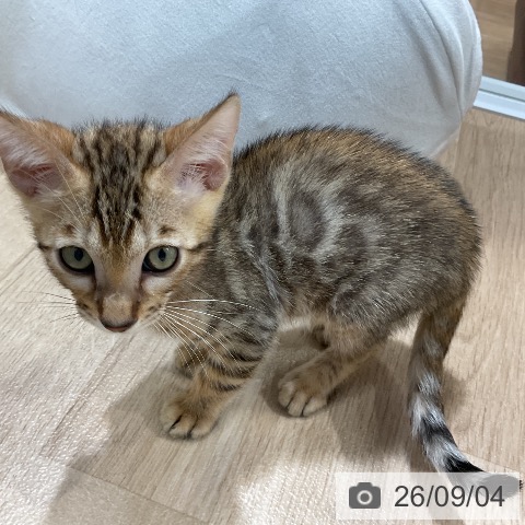 ベンガルの写真