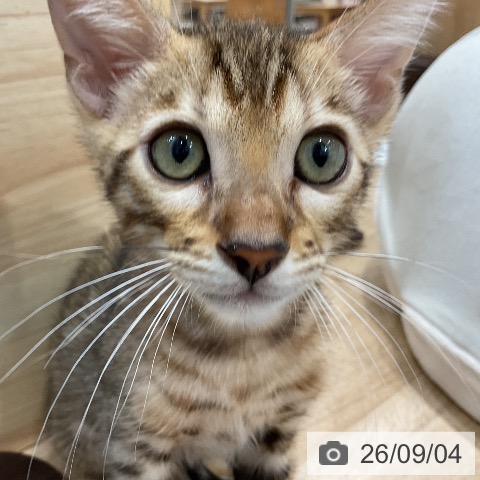 ベンガルの写真