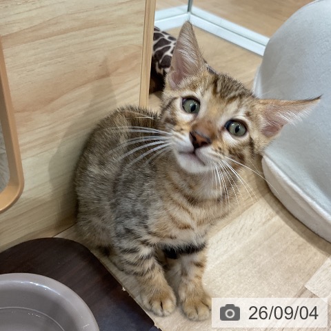 ベンガルの写真