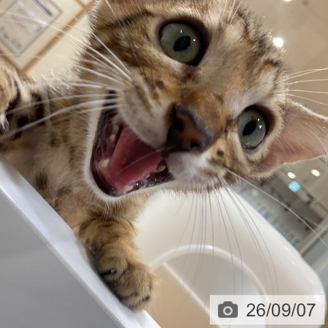 ベンガルの写真