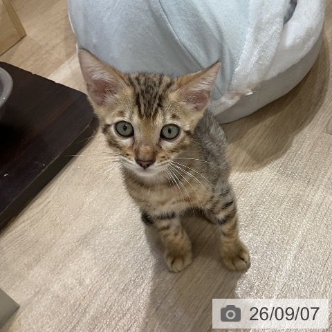 ベンガルの写真