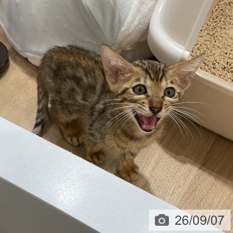 ベンガルの写真