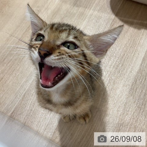 ベンガルの写真