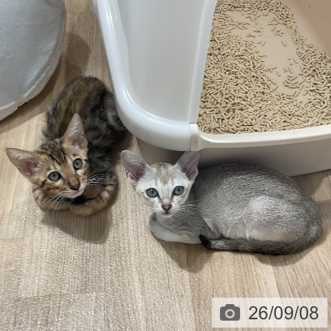 ベンガルの写真