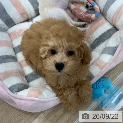 愛知県のトイプードル(トイ) (ペットプラス 千音寺店/2026年6月30日生まれ/女の子/アプリコット)の子犬の3枚目の画像