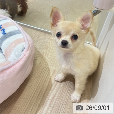 チワワの写真