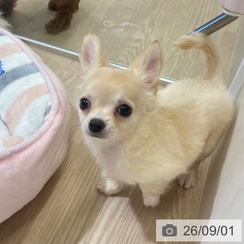 チワワの写真