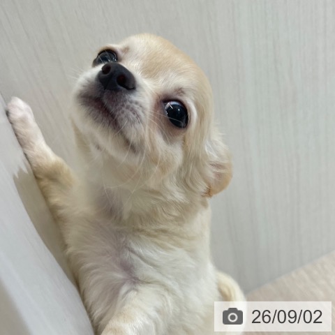 富山県のチワワ(ロング) (ペットプラス 高岡店/2026年6月27日生まれ/女の子/クリーム)の子犬の3枚目の画像