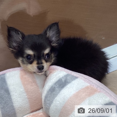 チワワの写真