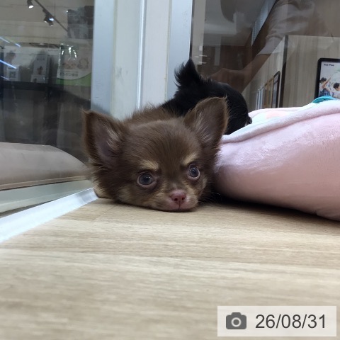 チワワの写真