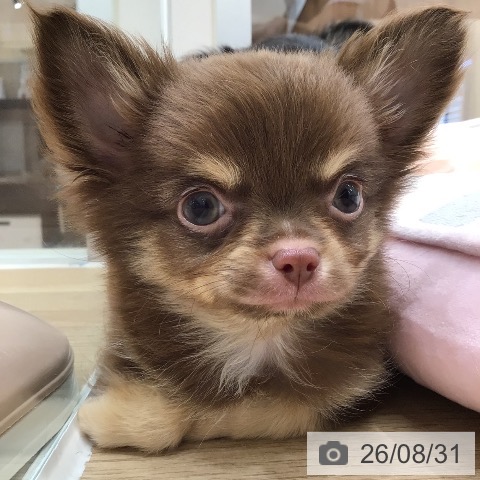 チワワの写真