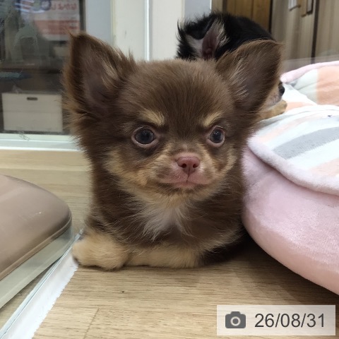 チワワの写真