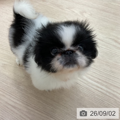 ペキニーズの写真