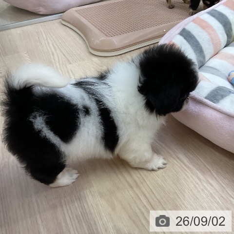 ペキニーズの写真
