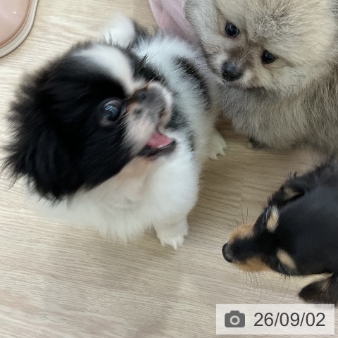 ペキニーズの写真
