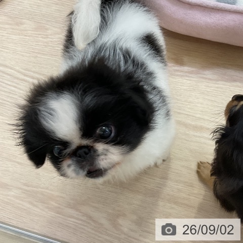 ペキニーズの写真