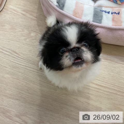 ペキニーズの写真