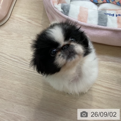 ペキニーズの写真
