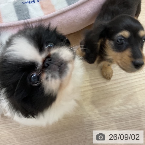 ペキニーズの写真
