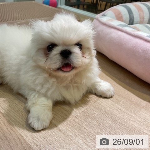 ペキニーズの写真