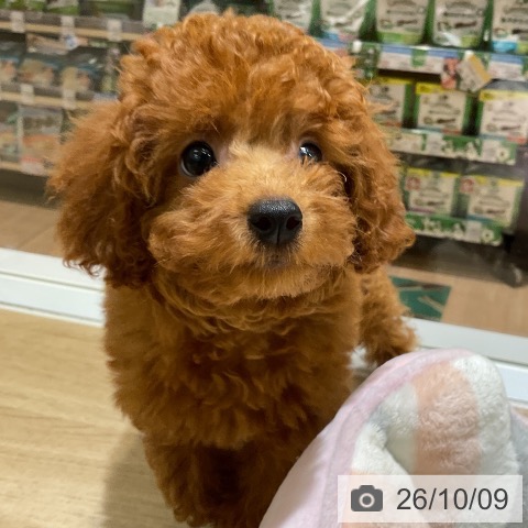 愛知県のトイプードル(トイ) (ペットプラス イオンモール豊川店/2026年7月1日生まれ/男の子/レッド)の子犬の3枚目の画像