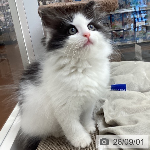 ノルウェージャンフォレストキャットの写真