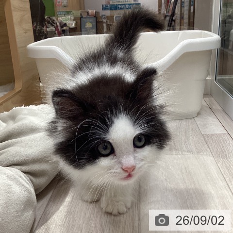 ノルウェージャンフォレストキャットの写真