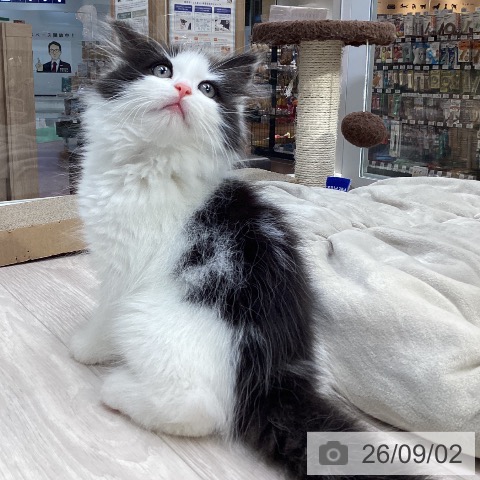 ノルウェージャンフォレストキャットの写真
