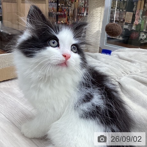 ノルウェージャンフォレストキャットの写真