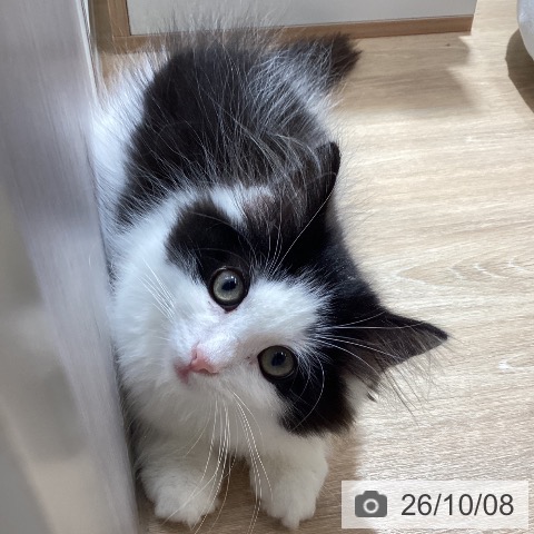 ノルウェージャンフォレストキャットの写真