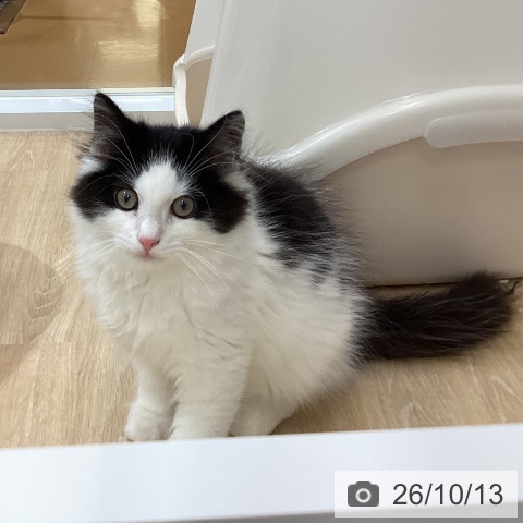 ノルウェージャンフォレストキャットの写真