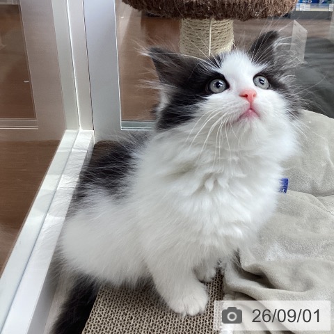 ノルウェージャンフォレストキャットの写真