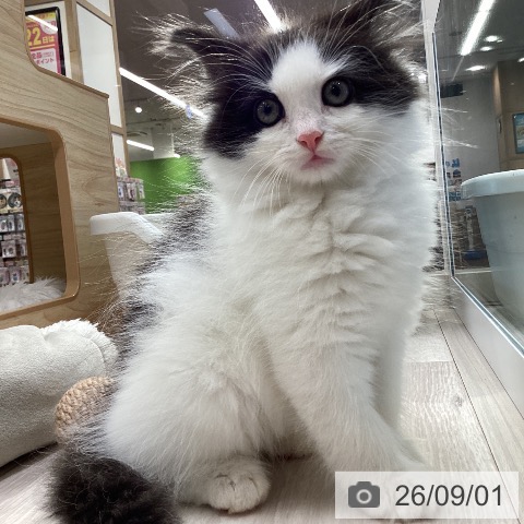 ノルウェージャンフォレストキャットの写真