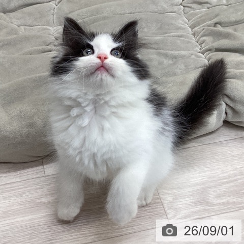 ノルウェージャンフォレストキャットの写真