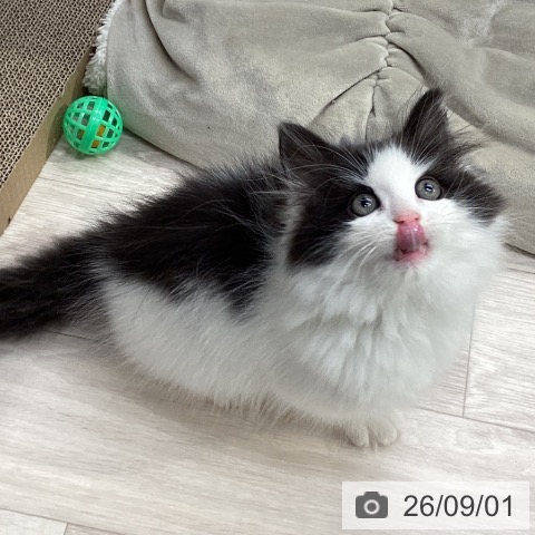 ノルウェージャンフォレストキャットの写真