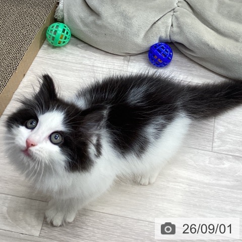 ノルウェージャンフォレストキャットの写真