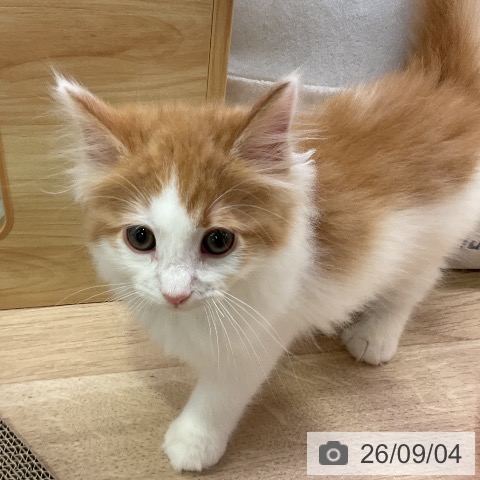 愛知県のノルウェージャンフォレストキャット (ペットプラス 岡崎店/2026年6月28日生まれ/男の子/レッドタビーホワイト)の子猫の3枚目の画像