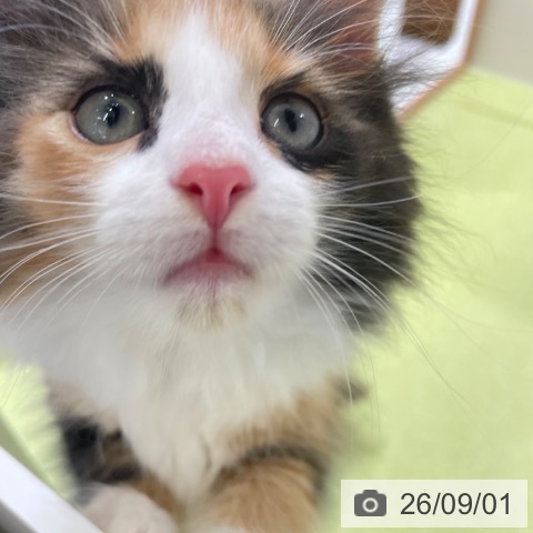 ノルウェージャンフォレストキャットの写真