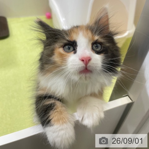 ノルウェージャンフォレストキャットの写真