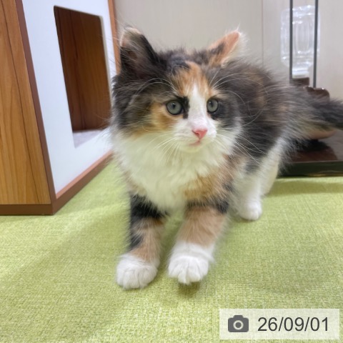 ノルウェージャンフォレストキャットの写真