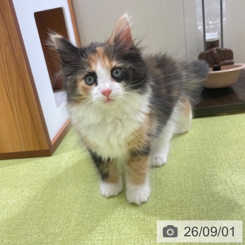 ノルウェージャンフォレストキャットの写真